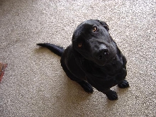 my dog