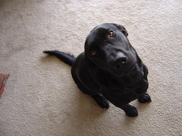my dog