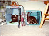Mittens & Peanut in carriers