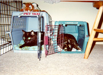Mittens & Peanut in carriers
