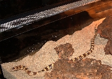 Chionactis occipitalis