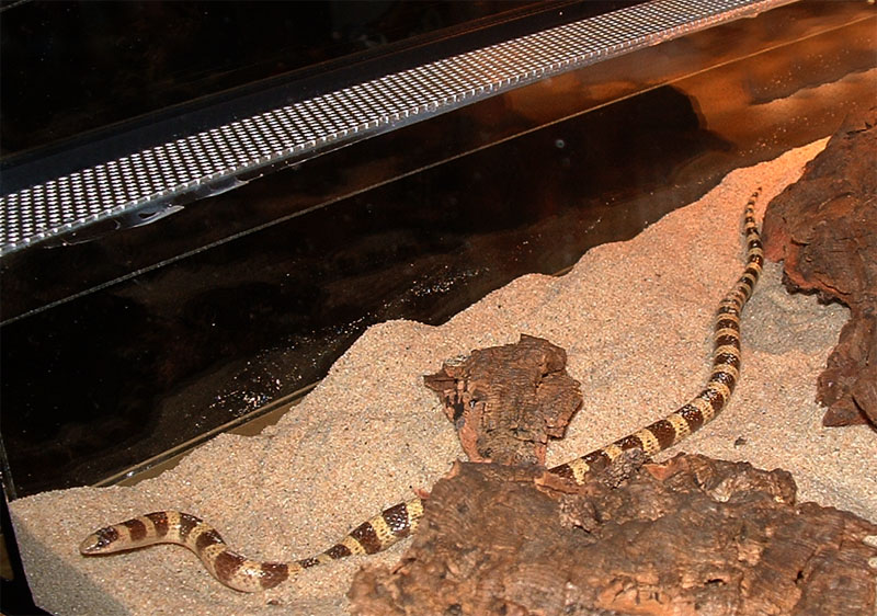 Chionactis occipitalis
