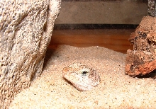 Leiocephalus schreibersi