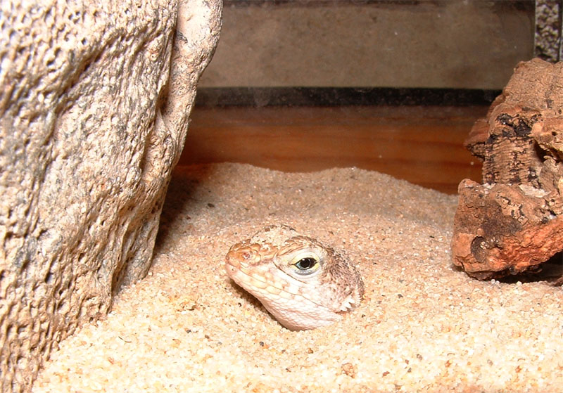 Leiocephalus schreibersi