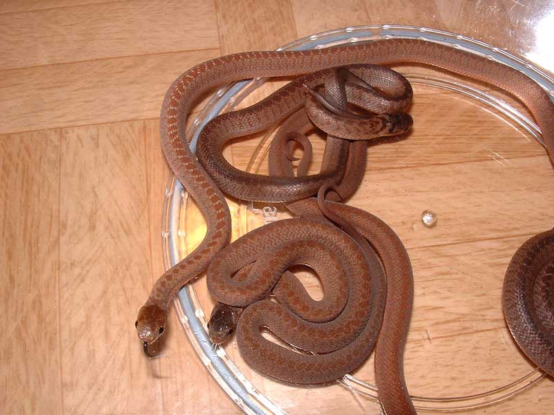 Dasypeltis Scabra