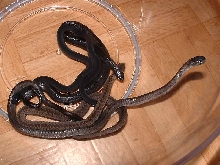 Dasypeltis Scabra