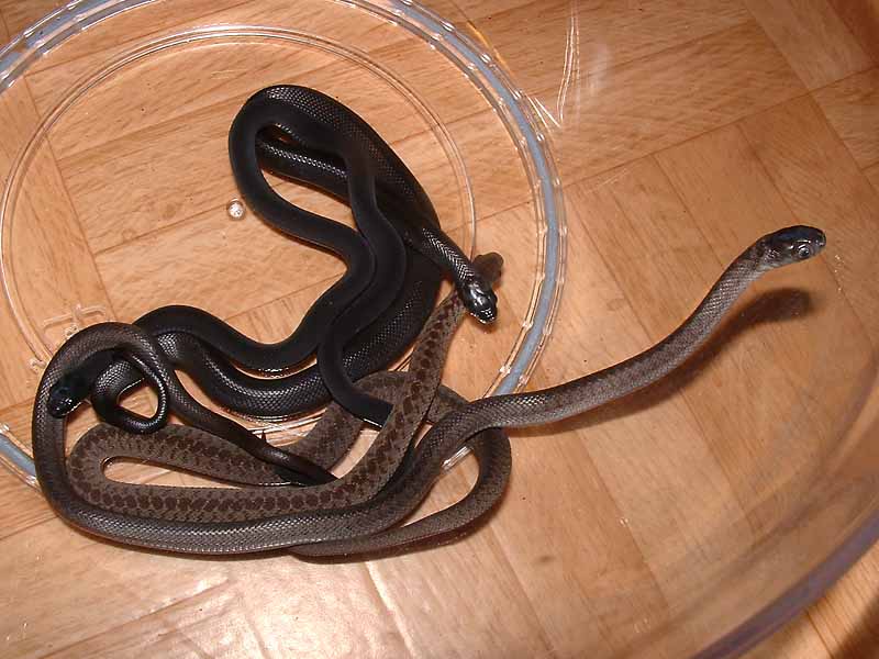 Dasypeltis Scabra