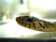 Natriciteres (african marsh snake)
