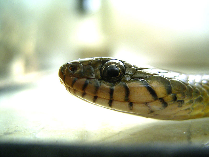 Natriciteres (african marsh snake)