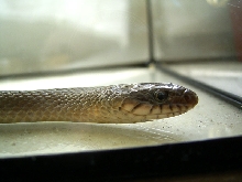 Natriciteres (african marsh snake)