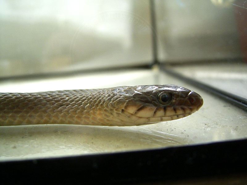 Natriciteres (african marsh snake)