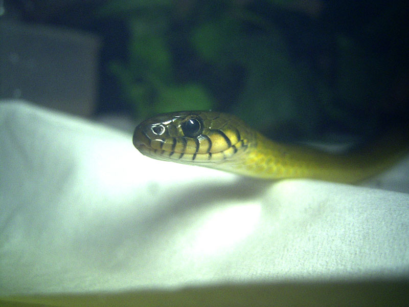 Natriciteres ( african marsh snake )