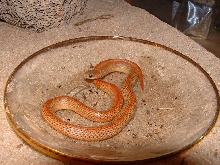 Sonora Semiannulata