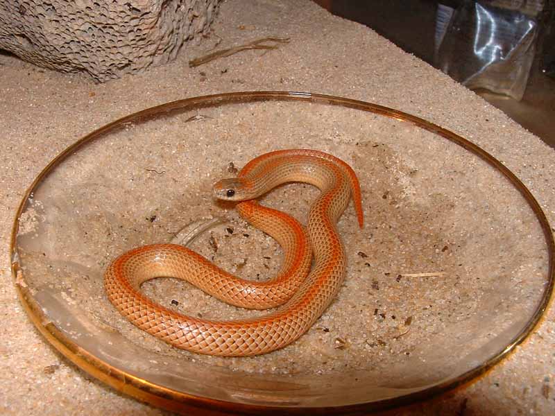 Sonora Semiannulata