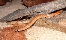 Sonora Semiannulata