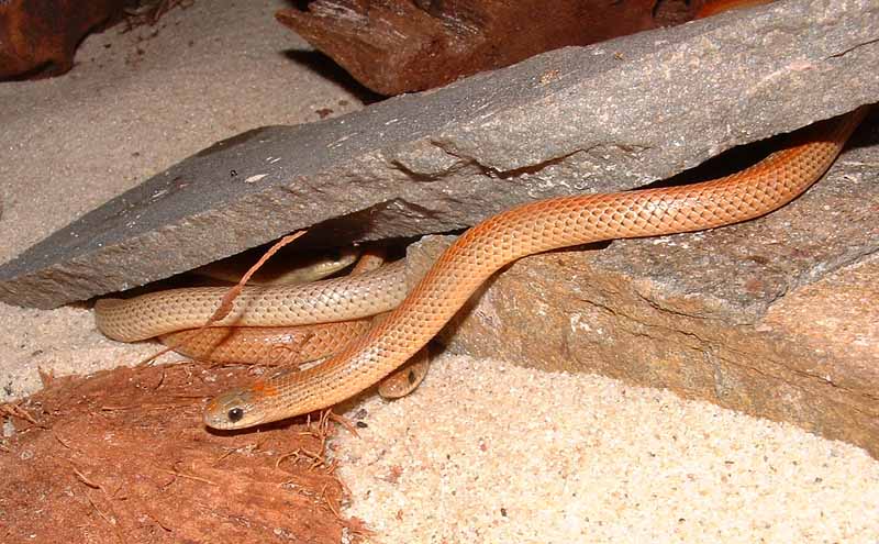 Sonora Semiannulata