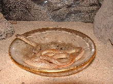 Sonora semiannulata