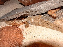 Sonora Semiannulata