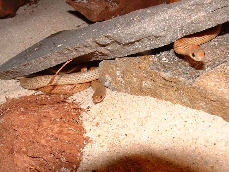 Sonora Semiannulata