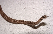 Storeria dekayi