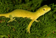 Naultinus elegans elegans