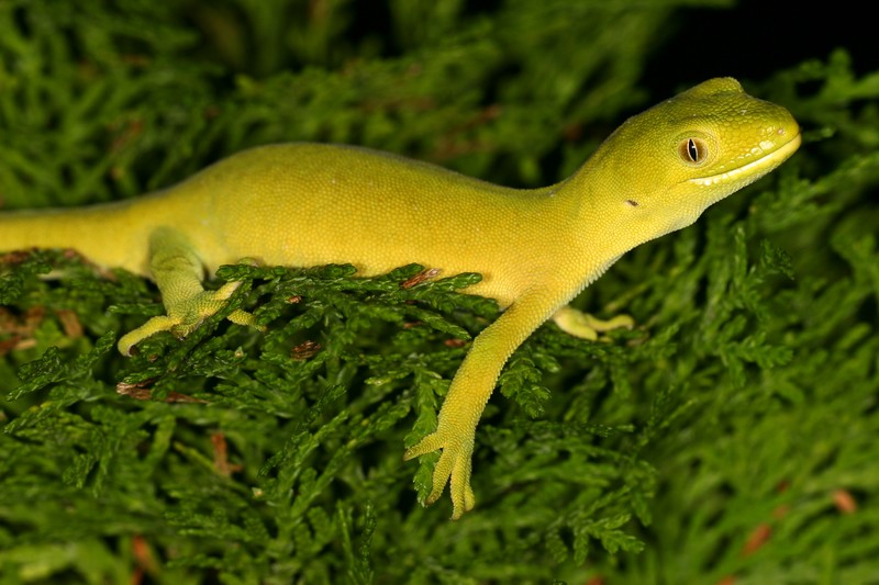 Naultinus elegans elegans