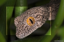 Strophurus williamsi