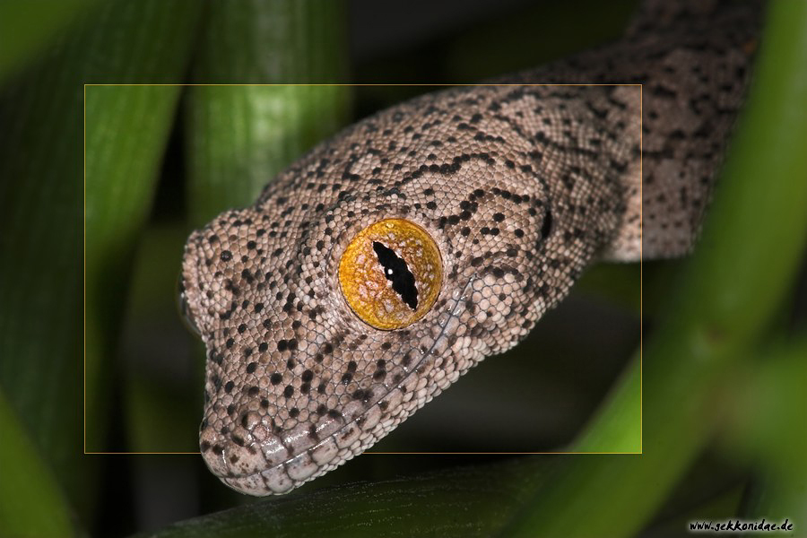 Strophurus williamsi