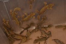 Uroplatus guentheri