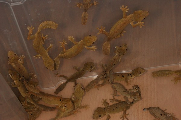 Uroplatus guentheri