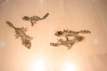 Uroplatus guentheri