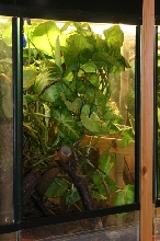 Terrarium for U. guentheri