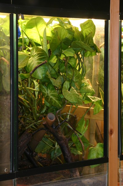 Terrarium for U. guentheri