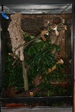 Terrarium for U. guentheri
