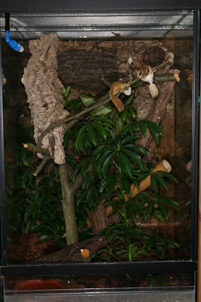 Terrarium for U. guentheri