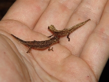 Brookesia peyrierasi