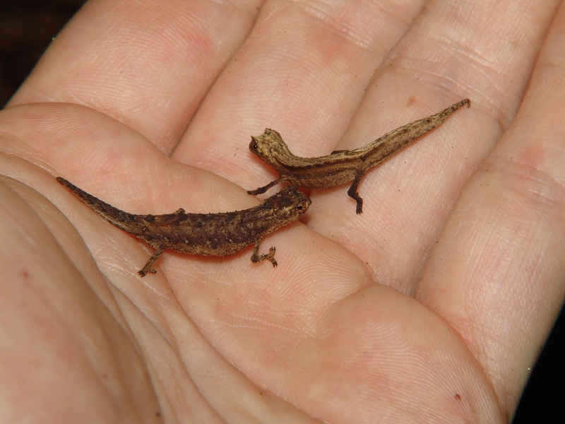 Brookesia peyrierasi