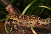 Bavayia geitaina