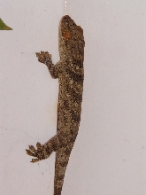 Blaesodactylus boivini
