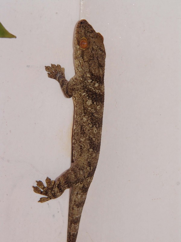 Blaesodactylus boivini