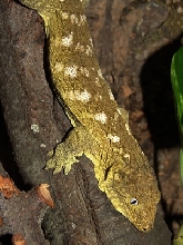 Rhacodactylus leachianus