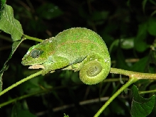 Madagascar; Montagne d'Ambre