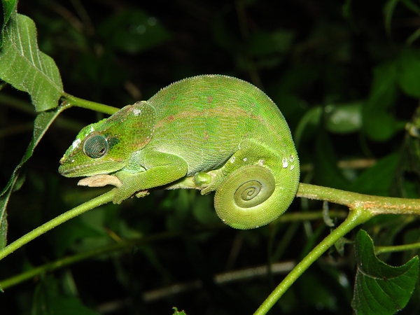 Madagascar; Montagne d'Ambre