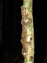 Madagascar, Montagne d'Ambre