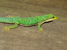 Madagascar; Montagne d'Ambre
