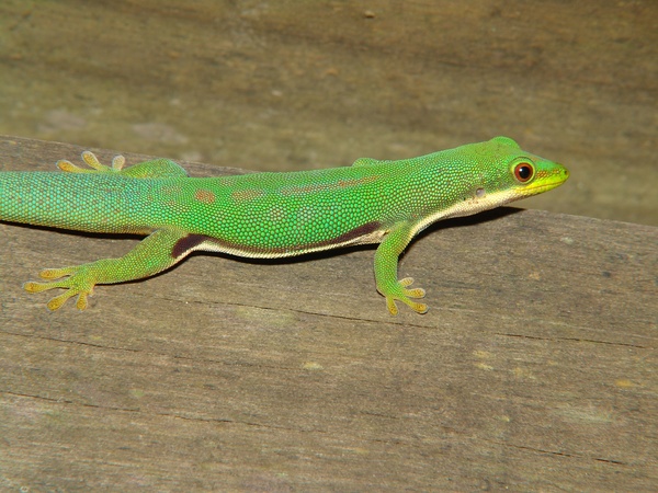 Madagascar; Montagne d'Ambre