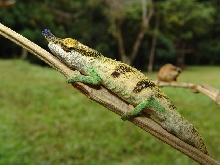 Madagascar; Montagne d'Ambre