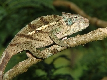 Madagascar; Montagne d'Ambre