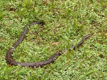 Madagascar; Montagne d'Ambre