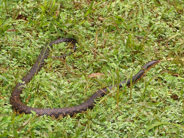 Madagascar; Montagne d'Ambre